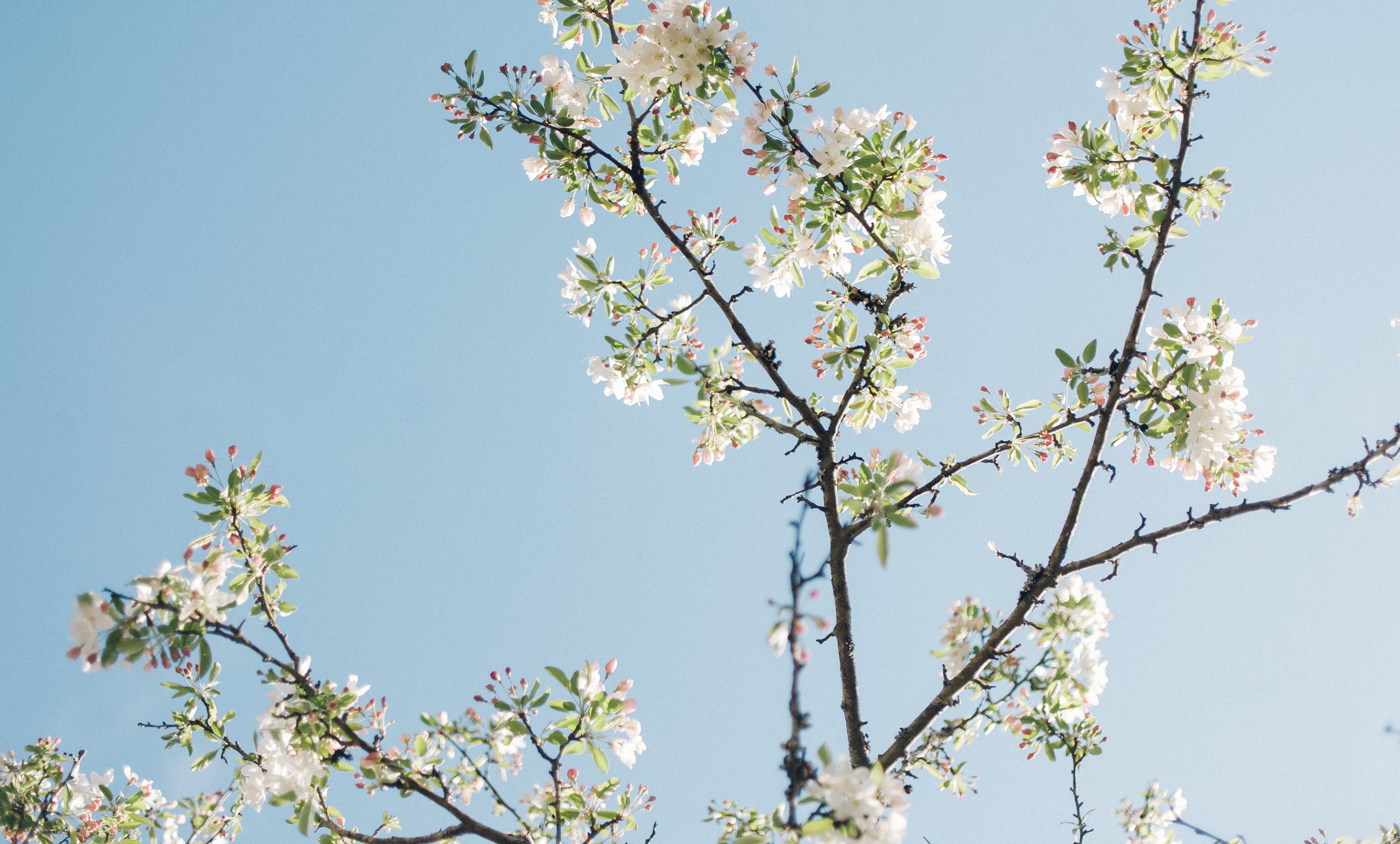 Inner Springtime Springtime . . . – by tkbrown